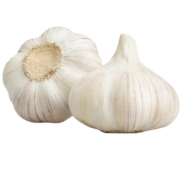 Chinese Garlic in Bulk New Crop Best Fresh Normal White Garlic